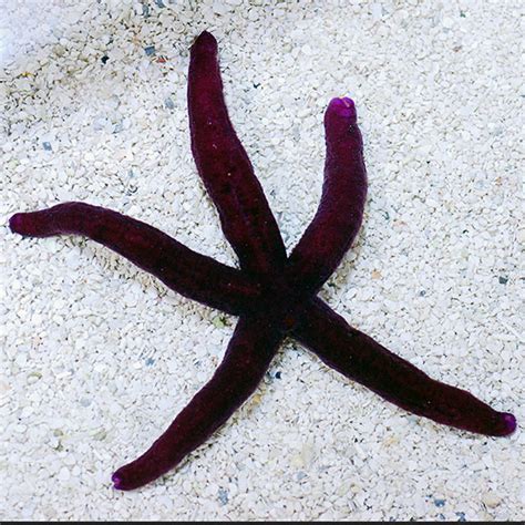Purple Linckia Sea Star Leiaster Sea Star Saltwater Aquarium
