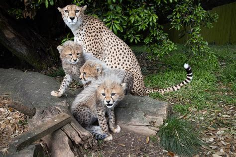 Three Northern Cheetah Cubs Born At Fota Wildlife Park