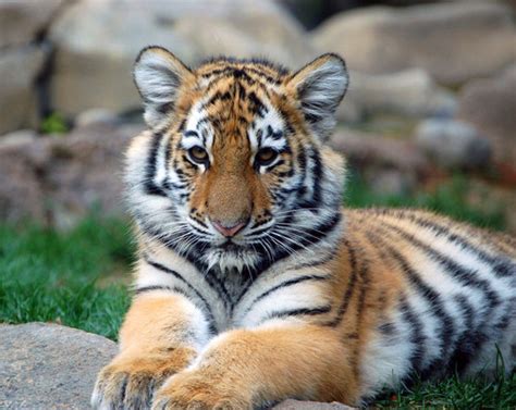 Animals Images Tigers Hd Wallpaper And Background Photos 20238015