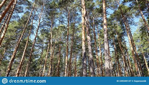 Beautiful Summer Forest On A Summers Day Stock Image Image Of