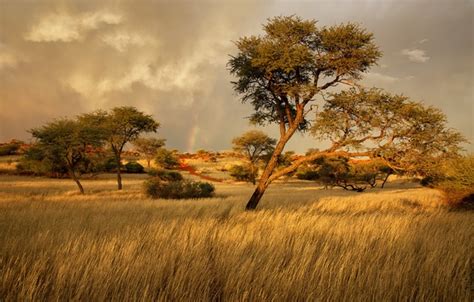 Обои трава деревья саванна Африка Намибия картинки на рабочий стол
