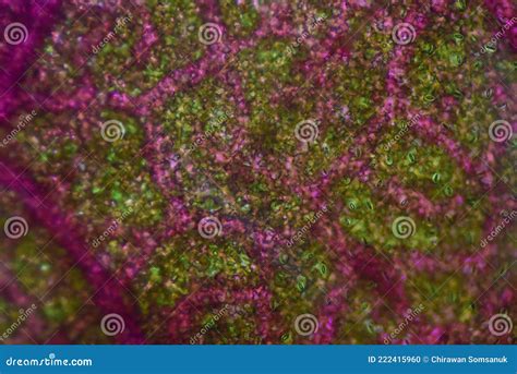 Close Up Texture Of Plants Cells Stock Photo Image Of Medicine