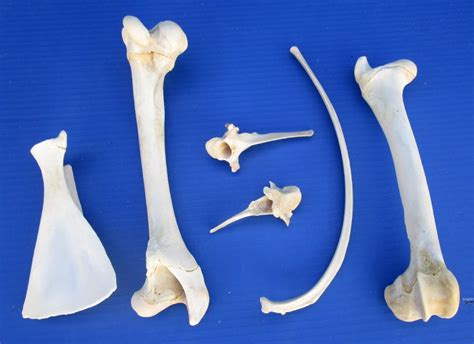 6 Whitetail Deer Bones For Sale Including Leg Bones