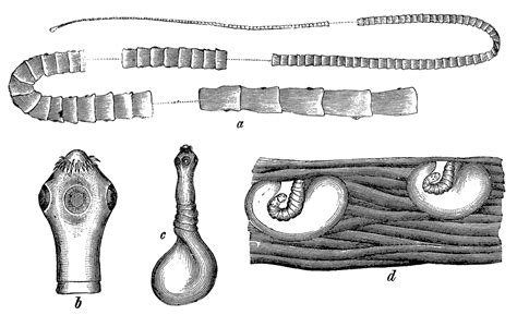 Intestinal Parasites Intestinal Cestodes Tapeworms Lstm