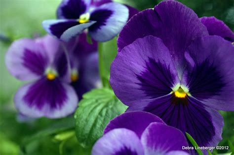 We did not find results for: Fondos de Pantalla Pensamientos Flores descargar imagenes