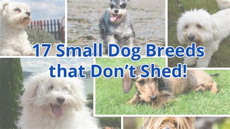 Dog Breeds That Don T Shed Search Best 4k Wallpapers