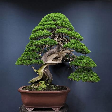 Oldest Bonsai Tree Naturallist