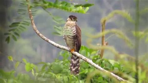 Buckleys Forest Falcon Youtube