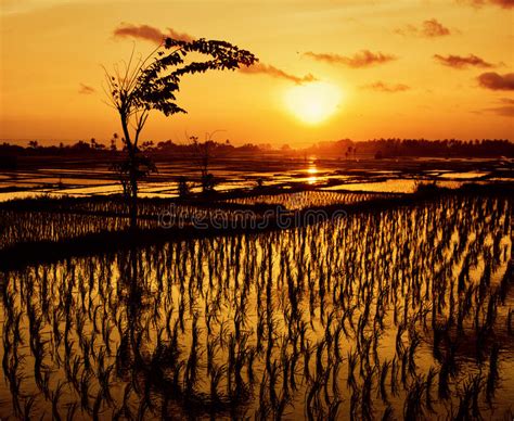 Sunset Over The Rice Fields Stock Image Image Of Culture Fields