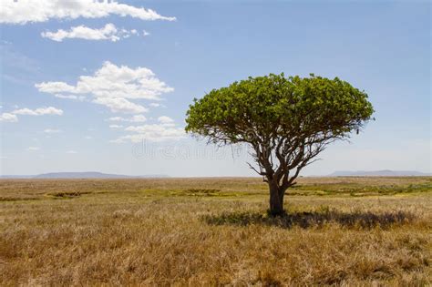 Tree In Serengeti Stock Photo Image 39271148