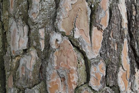 Bark Tree Trunk Free Photo On Pixabay Pixabay