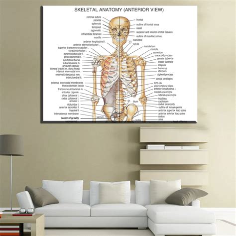 Xdr610 Human Body Anatomical Chart Muscular System Fabric Poster Prints