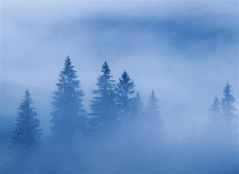 Premium Photo Fog Over Pine Tree Forest