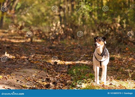 Dog In The Forest Stock Photo Image Of Head Ears Foliage 101885970