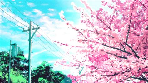 Anime Cherry Blossom Wallpapers Top Free Anime Cherry Blossom