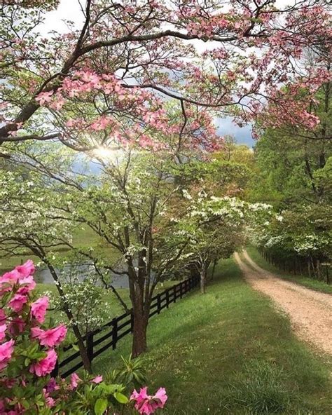 A Dirt Road Surrounded By Trees With Pink Flowers On The Side And A