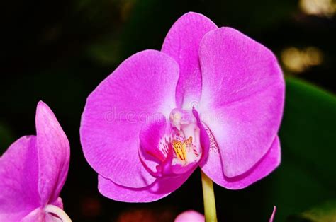 Purple Moth Orchid Stock Image Image Of Scientific Purple 94538555