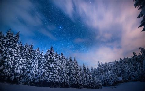 Bright Stars Over Snow Covered Winter Forest Hd Wallpaper