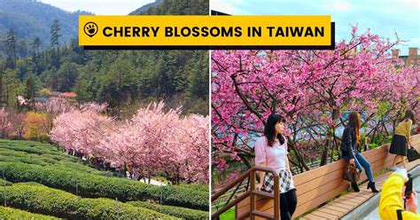 Cherry Blossoms In Taiwan Everything You Need To Know Before Going