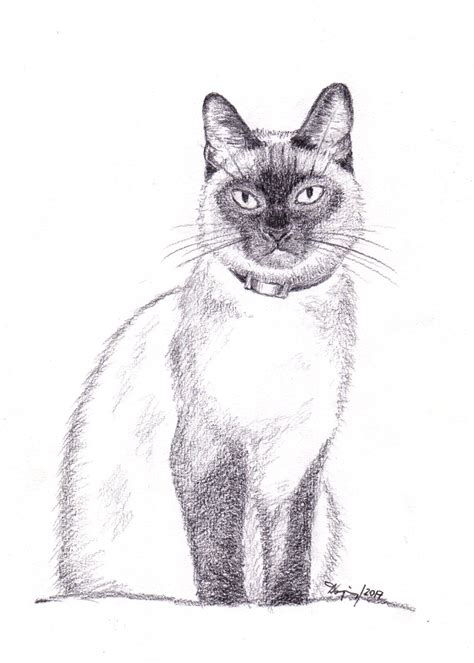 Filesiamese Cat Pencil Drawing Wikimedia Commons