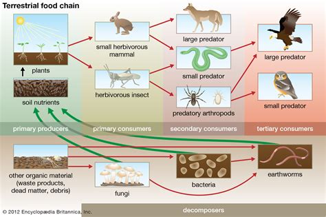 What is a terrestrial food chain? Decomposer | biology | Britannica