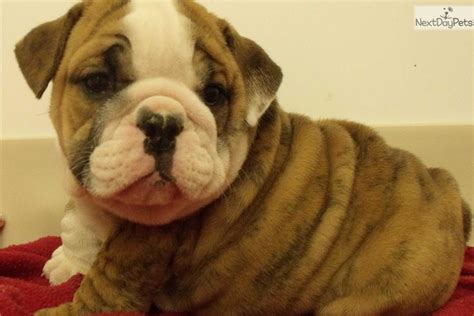 The valley bulldog doesn't need a whole lot of space inside the house because it is not a huge this is big bubba. Puppies for Sale from Spring Valley Bulldogs - Member since February 2008