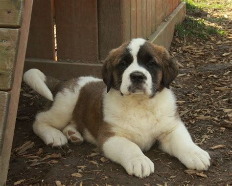 Find saint bernard in dogs & puppies for rehoming | find dogs and puppies locally for sale or adoption in canada : Saint Bernard Puppies For Sale | Curious Puppies