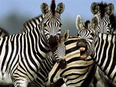 gambar zebra | Indonesiadalamtulisan || Terbaru 2014