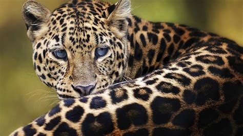 🥇 Animals Leopards Amur Leopard Wallpaper 117588