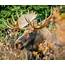 Manitoba Wildlife Federation Applauds New Provincial Moose Regulations 