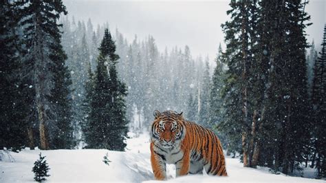 Hd Wallpapers Siberian Tiger In Winter Landscape