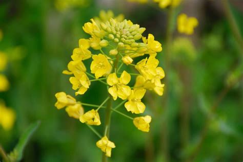 Mustard Plant Flowering Cultivation And Harvest Plantura