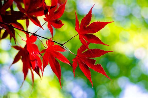 Красные Осенние Листья Фото Telegraph