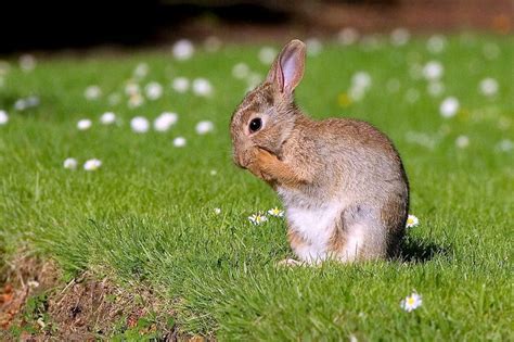 European Rabbit Facts Habitat Distribution Pictures Adaptation