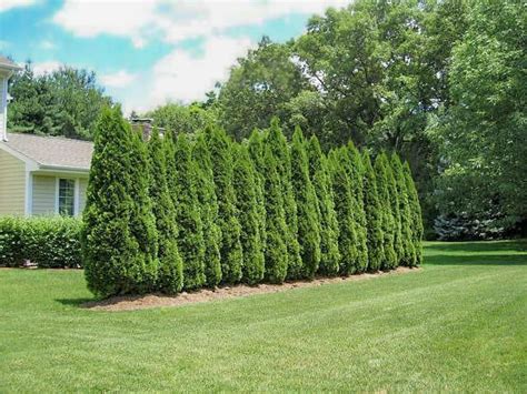 Emerald Green Thuja Arborvitae In 2020 Emerald Green Arborvitae