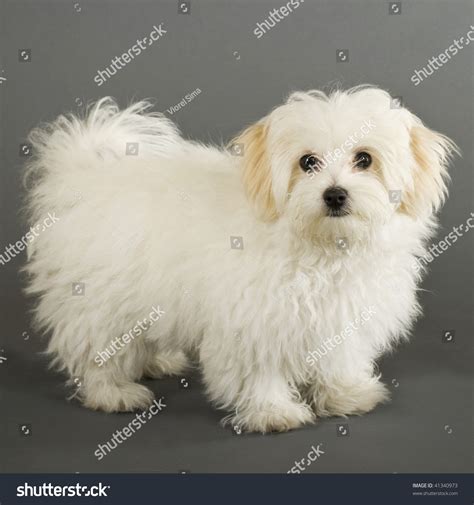 Picture Of A Maltese Dog Standing On A Grey Background Side View