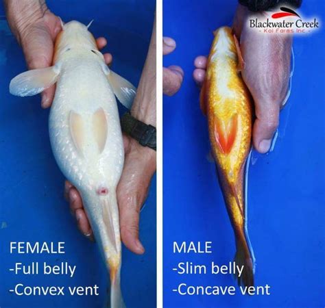 How To Tell The Gender Of A Koi Fish Waterworld Craze