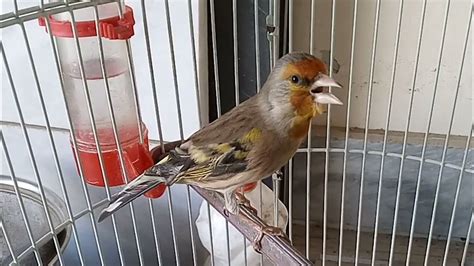Goldfinch Canary Hybrid Goldfinch Singing Canary Breeder 2018 Youtube