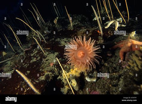 Antarctic Sea Anemone Hi Res Stock Photography And Images Alamy