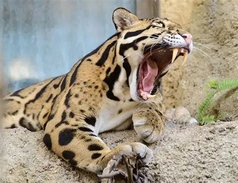 Clouded Leopard Life Expectancy