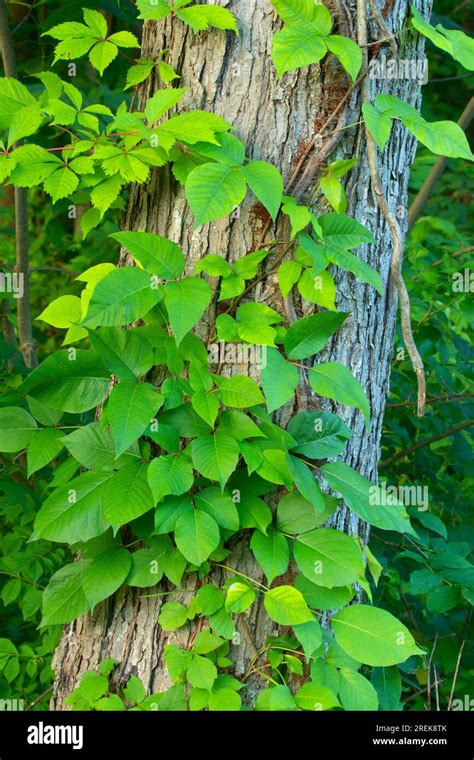 Poison Ivy Toxicodendron Radicans West Hartford Reservoirs West