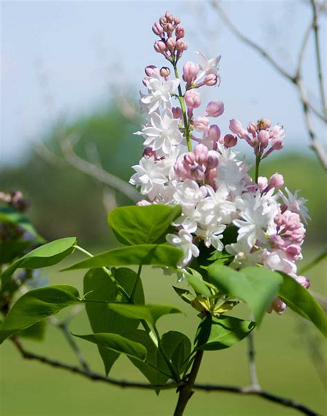 Beauty Of Moscow Lilac Wyoming Plant Company
