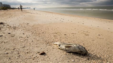 Red Tide When Will It Stop Plaguing Southwest Florida Beaches
