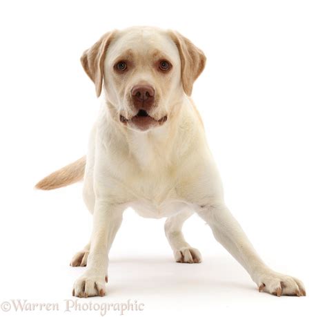 Dog Pale Yellow Labrador 3 Years Old Inviting Play Photo Wp50031