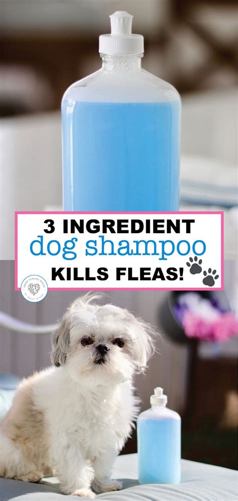 Homemade Dog Shampoo Recipe That Kills Fleas
