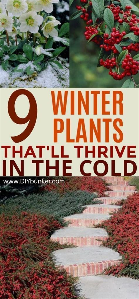 Beautiful Winter Plants And Flowers That Survive The Cold Beautiful