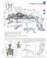 Dumbbell Chest Exercises Photos