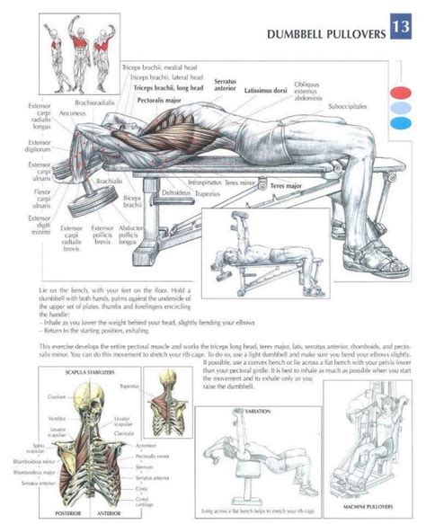 First, a little chest muscle anatomy: ANATOMY OF A WORKOUT - CHEST Workout | Workouts ...