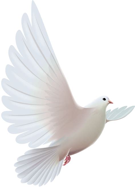 Funeral Dove Png png image
