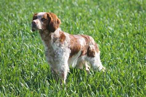 At windy acres, all of our breeding dogs are outstanding. Chien - Elevage des T'chiots Picards - eleveur de chiens ...